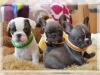 Puppies for sale Netherlands, Borne French Bulldog