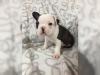 Puppies for sale Austria, Vienna French Bulldog