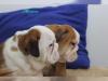 Puppies for sale Lithuania, Alytus English Bulldog