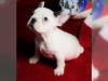 Puppies for sale Netherlands, Dordrecht French Bulldog