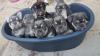 Puppies for sale Malta, Valletta French Bulldog