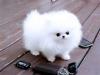Puppies for sale Armenia, Gyumri Pomeranian Spitz