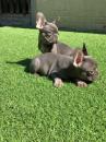 Puppies for sale Spain, Madrid French Bulldog