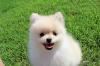 Puppies for sale Bulgaria, Plovdiv Pomeranian Spitz