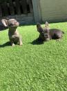 Puppies for sale Denmark, Aalborg French Bulldog