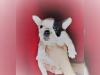 Puppies for sale Cyprus, Larnaca French Bulldog
