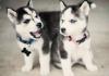 Puppies for sale Greece, Athens Haski