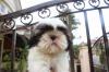 Puppies for sale Ukraine, Ivano-Frankivsk Shih Tzu