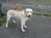 Puppies for sale Romania, Brasov Labrador