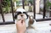 Puppies for sale Netherlands, Arnhem Shih Tzu