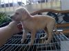 Puppies for sale United Kingdom, Bradford Labrador