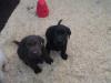 Puppies for sale United Kingdom, Belfast Labrador
