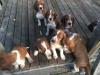 Puppies for sale Latvia, Niedràji, Glūdas pag, Dor Welsh Springer Spaniel