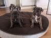 Puppies for sale Russia, CA French Bulldog