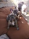 Puppies for sale Cyprus, Nicosia French Bulldog