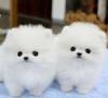 Puppies for sale Poland, Bydgoszcz Pomeranian Spitz