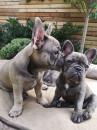 Puppies for sale Cyprus, Larnaca French Bulldog
