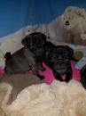 Puppies for sale Germany, Frankfurt Pug
