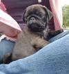 Puppies for sale Spain, Madrid Pug