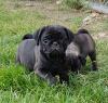 Puppies for sale Cyprus, Nicosia Pug
