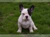 Puppies for sale Malta, Valletta French Bulldog