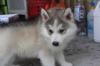 Puppies for sale Cyprus, Larnaca Haski