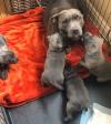 Puppies for sale Malta, Valletta Staffordshire Bull Terrier