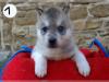Puppies for sale Belarus, Grodno Haski