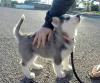 Puppies for sale Netherlands, Enschede Haski