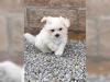 Puppies for sale Germany, Baden-Baden Maltese