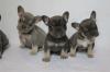 Puppies for sale Cyprus, Larnaca French Bulldog