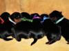 Puppies for sale USA, California, San Jose Yorkshire Terrier