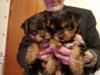 Puppies for sale Turkmenistan, Dashoguz Yorkshire Terrier