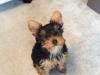 Puppies for sale USA, Indiana, Indianapolis Yorkshire Terrier