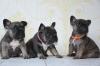 Puppies for sale Netherlands, Eindhoven French Bulldog