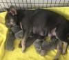 Puppies for sale Germany, Frankfurt French Bulldog