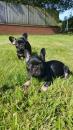 Puppies for sale Sweden, Malmo French Bulldog