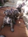 Puppies for sale Germany, Frankfurt French Bulldog