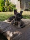 Puppies for sale Cyprus, Limassol French Bulldog