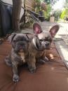 Puppies for sale Greece, Athens French Bulldog