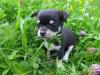 Puppies for sale Poland, Bytom Chihuahua