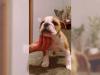 Puppies for sale Austria, Vienna English Bulldog