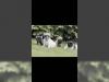 Puppies for sale Moldova, Bender French Bulldog