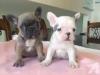 Puppies for sale Spain, Badajoz French Bulldog
