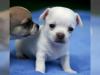 Puppies for sale Greece, Patra Chihuahua