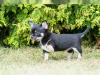Puppies for sale Hungary, NyГregyhГЎza Chihuahua