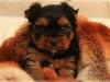 Puppies for sale Hungary, Budapest Yorkshire Terrier