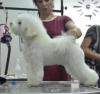 Puppies for sale Slovenia, Novi Sad Bichon