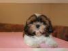 Puppies for sale Austria, Graz Shih Tzu