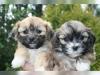 Puppies for sale Spain, Barcelona Shih Tzu
